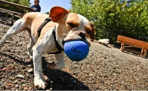 Authentic Royal Frenchel puppy playing with blue toy.