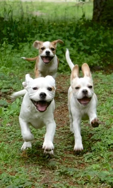 Authentic Royal Frenchel breeder three Royal Frenchels running outside.