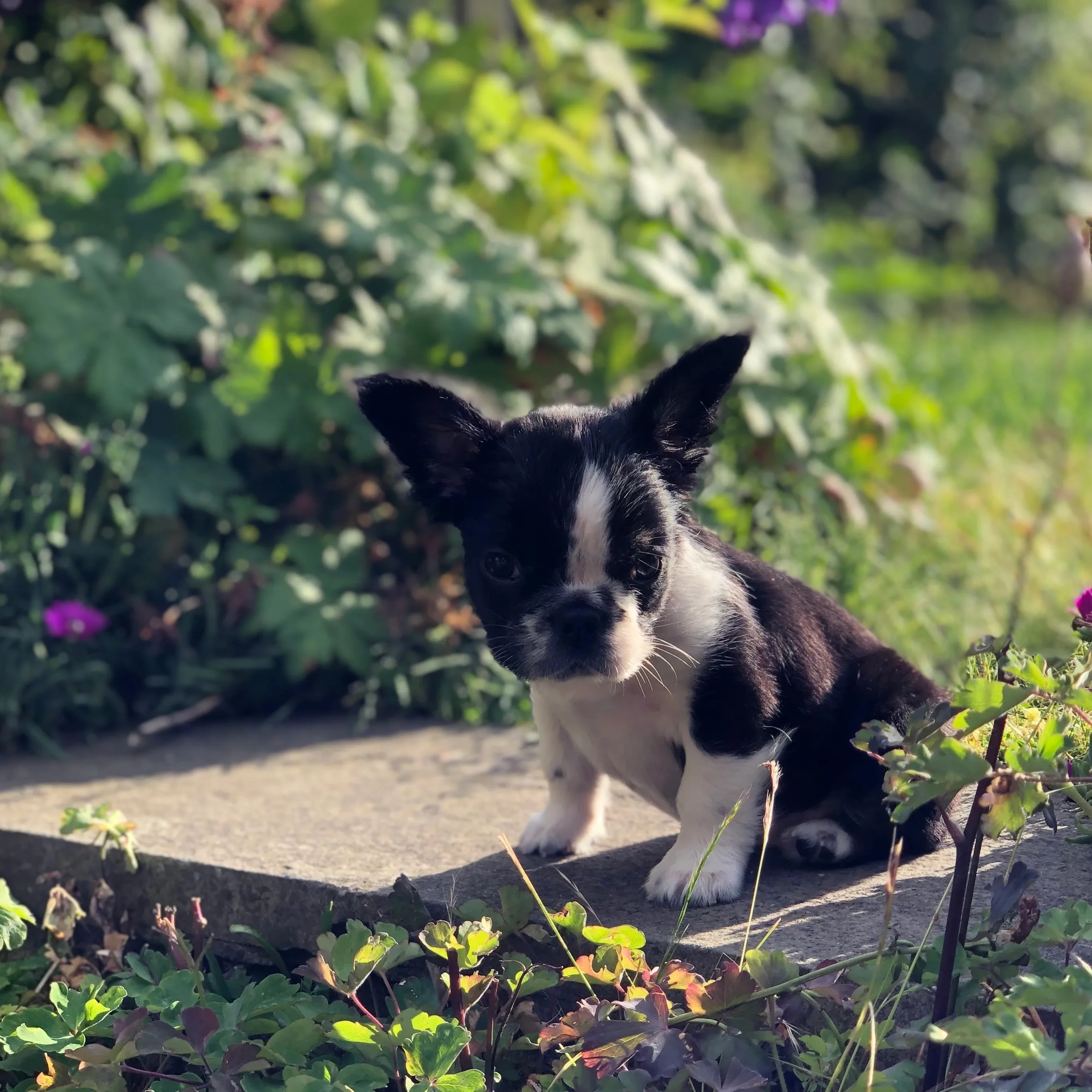 Authentic Royal Frenchel black and white puppy in garden.