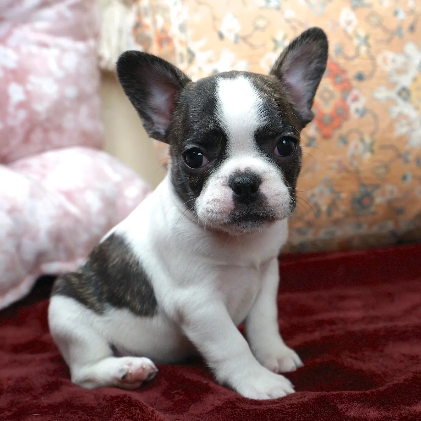 Royal Frenchel puppy pricing page image showing black and white puppy portrait.