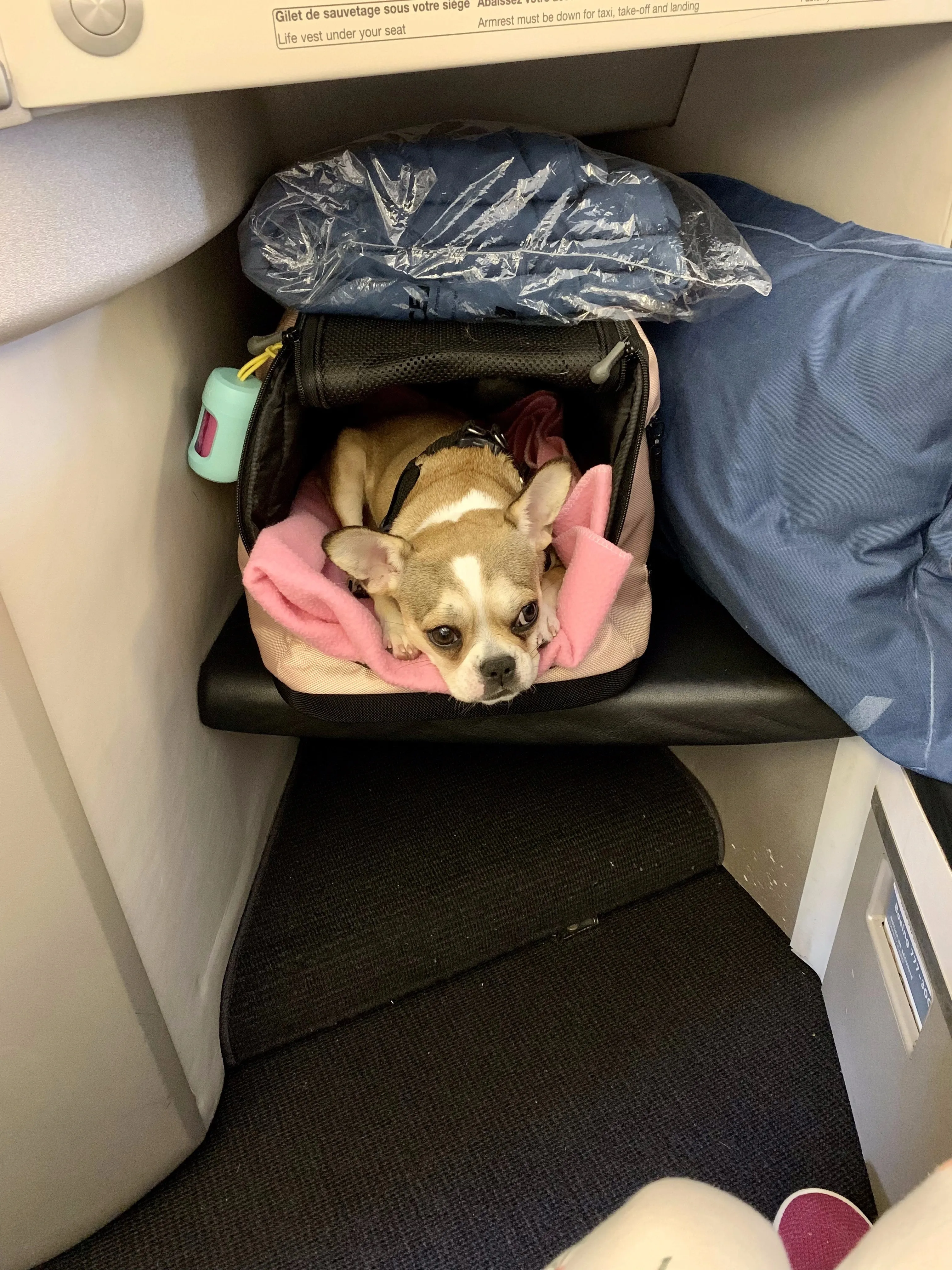 Royal Frenchel puppy pricing page image showing travel puppy in airplane carrier.