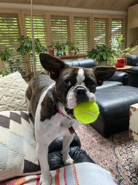  Royal Frenchel pickup and courier page image showing Royal Frenchel relaxing at home with toy.