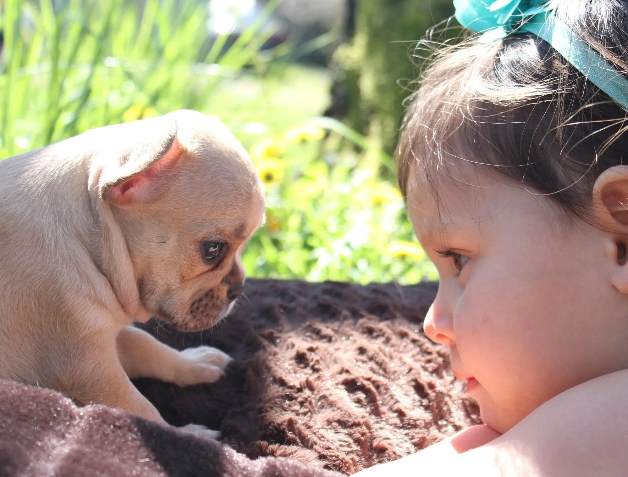 Royal Frenchel pickup and courier page image showing toddler meeting puppy.