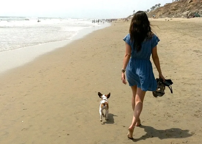 Bringing your Royal Frenchel puppy home image showing beach walk with Royal Frenchel