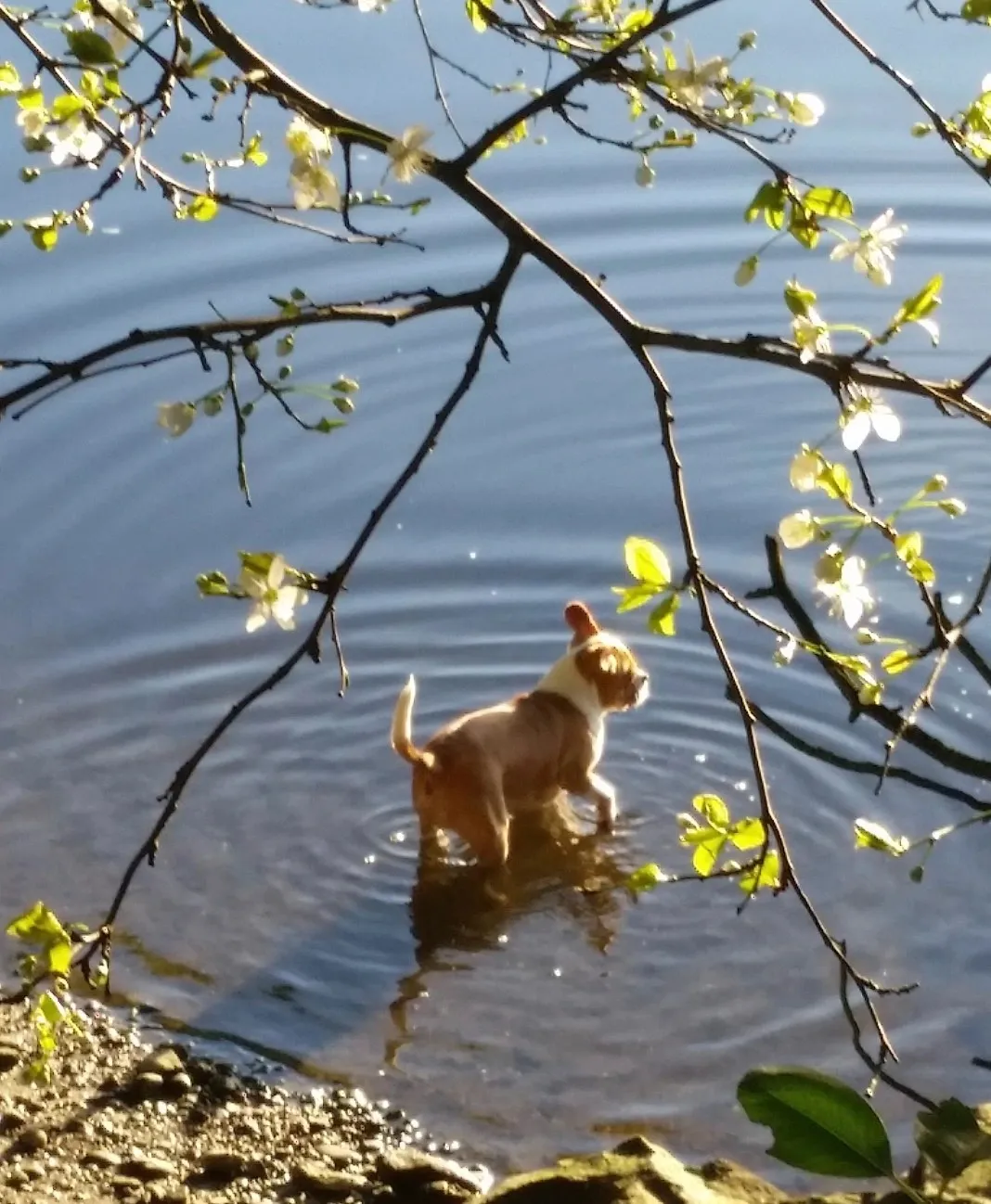 Bringing your Royal Frenchel puppy home image showing Royal Frenchel by water.