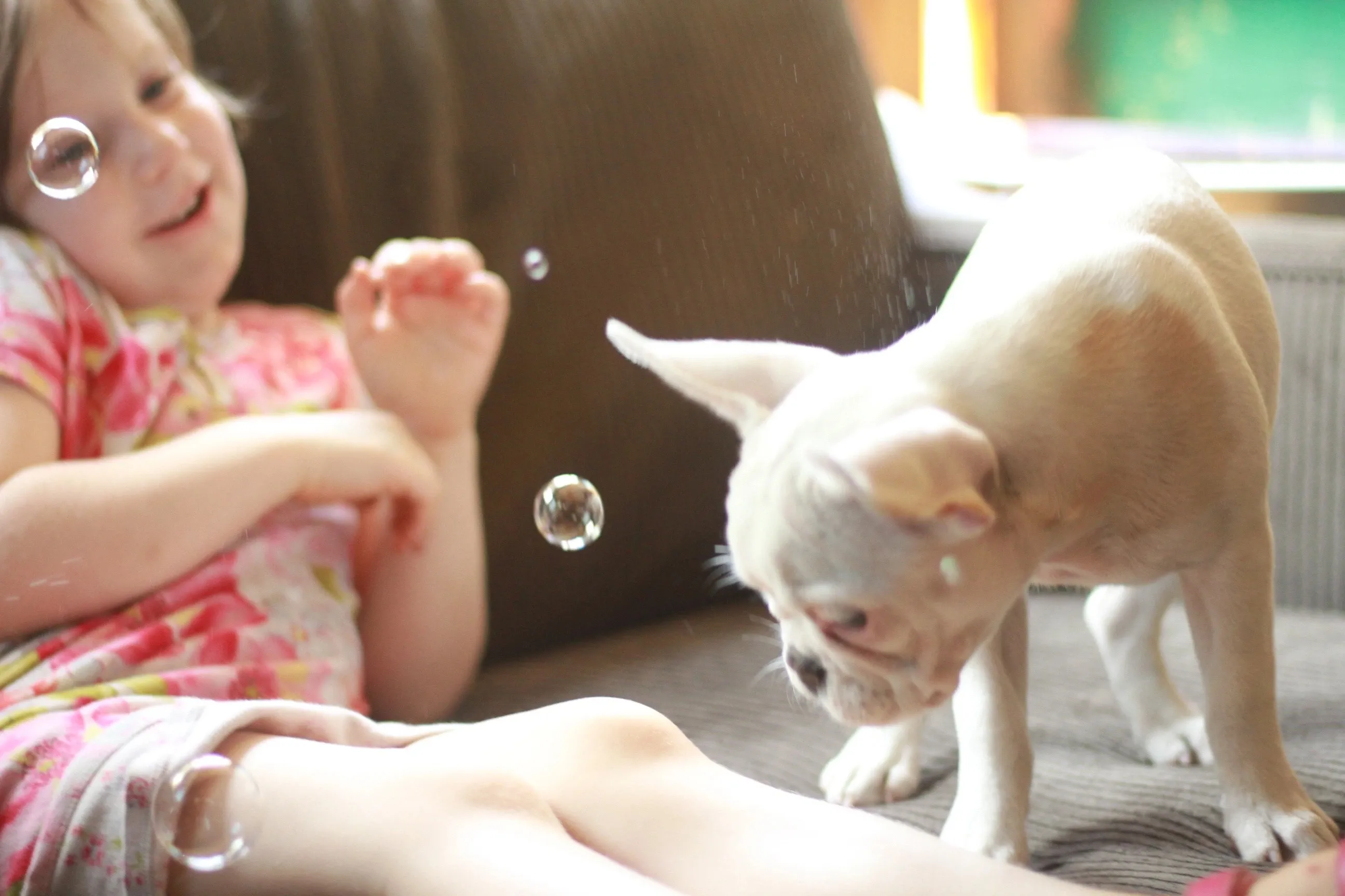 Bringing your Royal Frenchel puppy home image showing child playing with puppy.