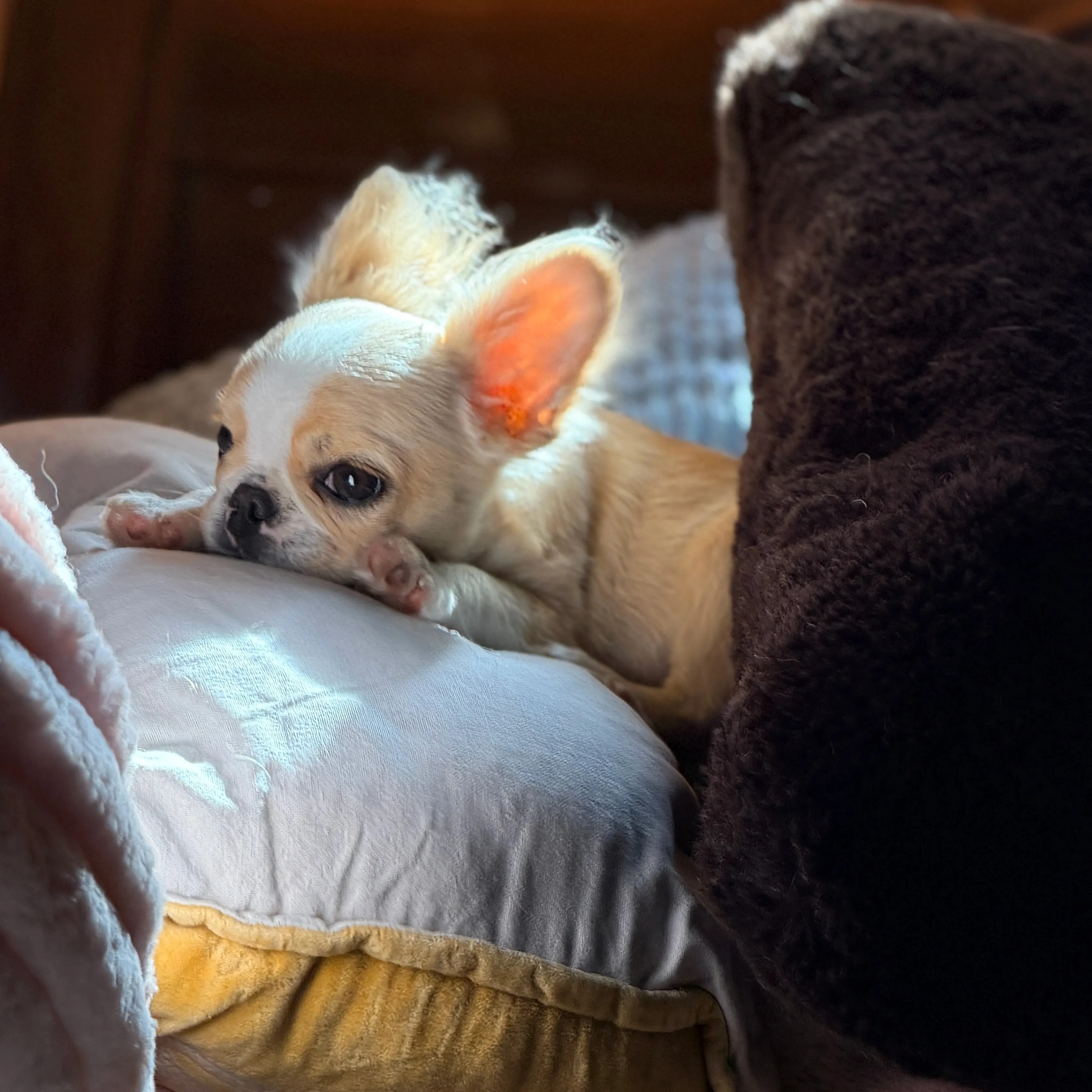 Bringing your Royal Frenchel puppy home image showing small Royal Frenchel resting at home