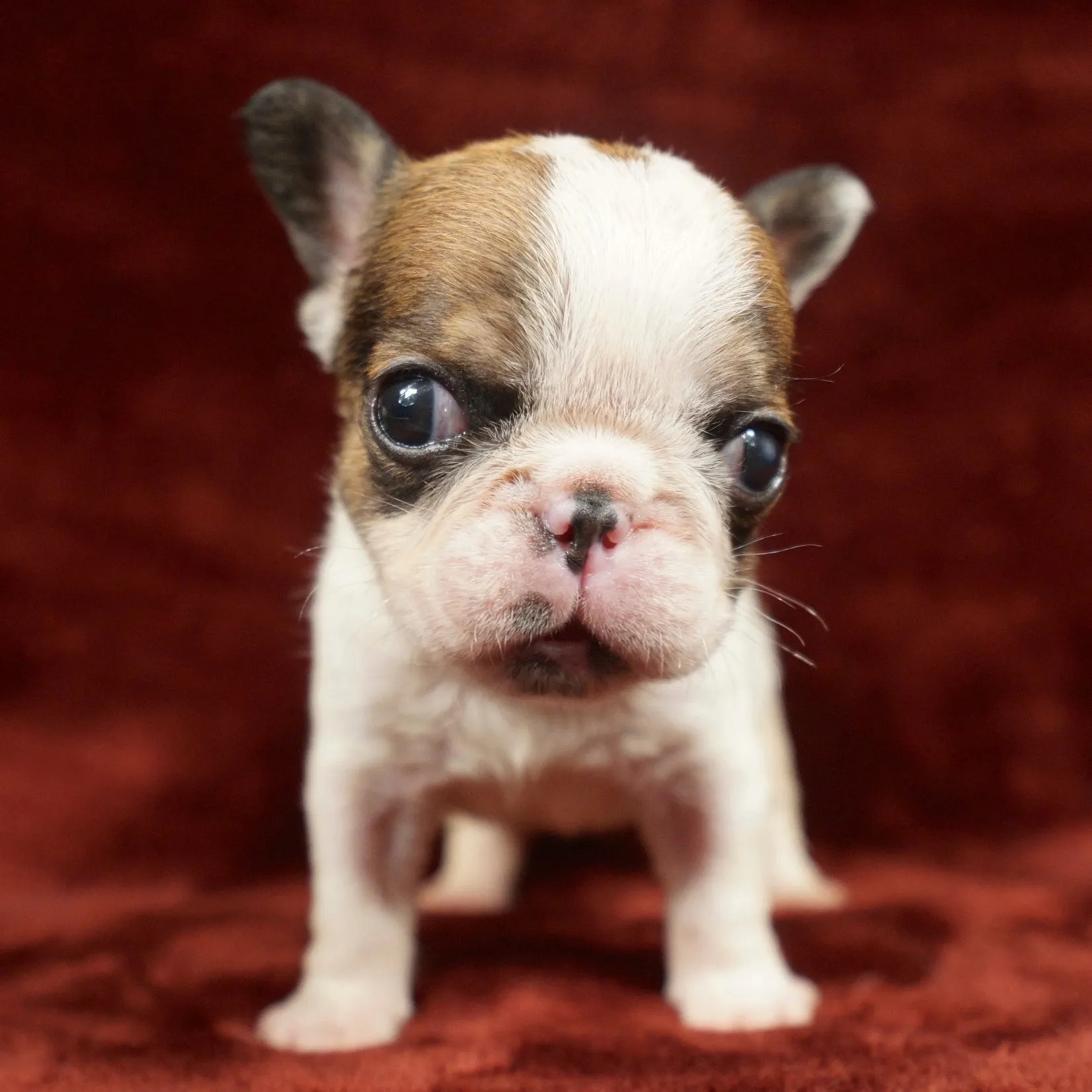 Bringing your Royal Frenchel puppy home image showing tiny puppy red blanket.