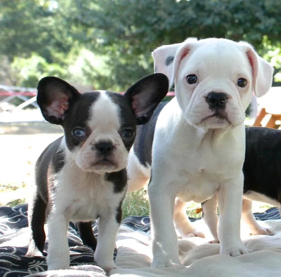 Bringing your Royal Frenchel puppy home image showing two puppies together.