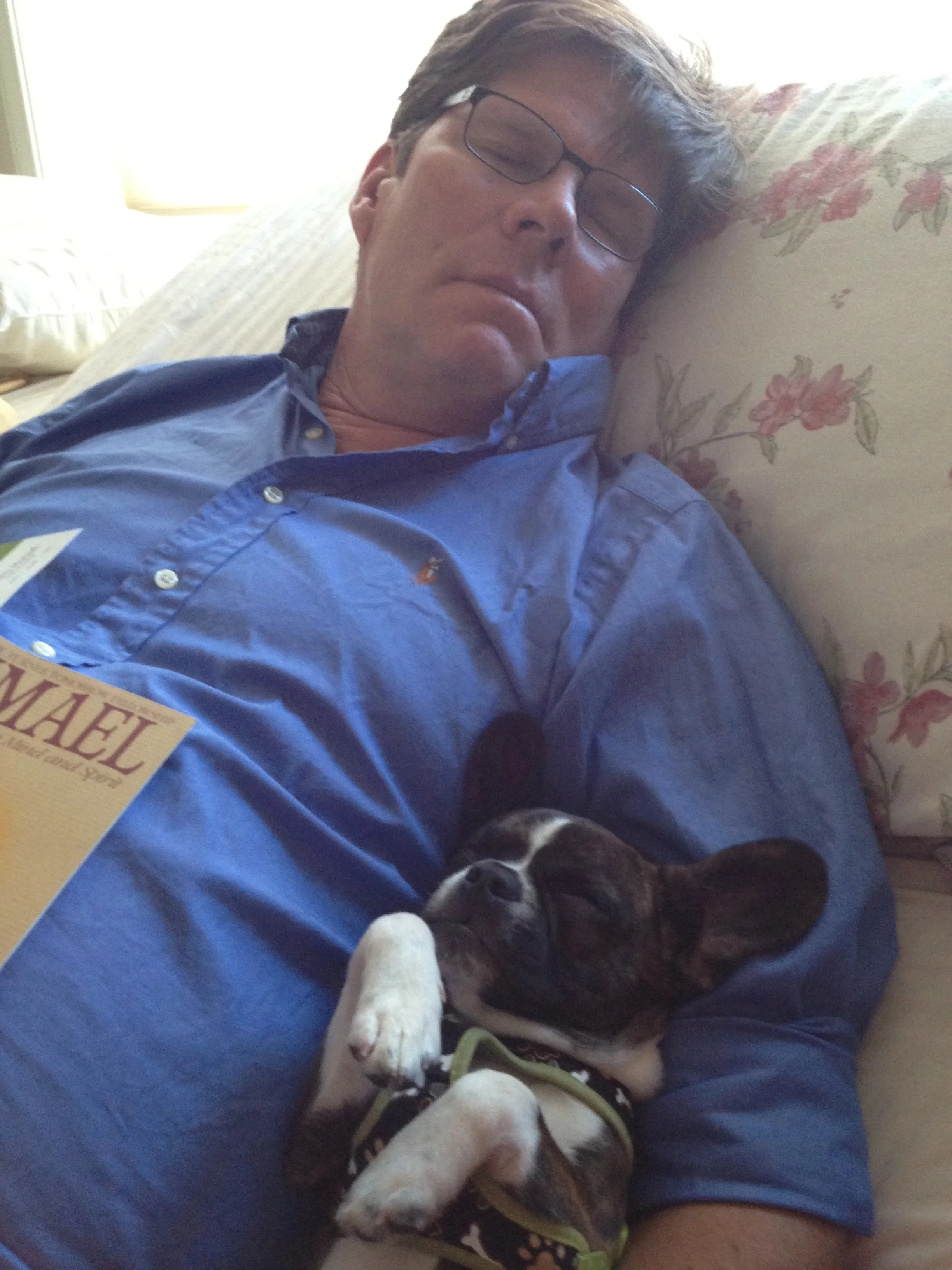 Bringing your Royal Frenchel puppy home image showing calm puppy napping on owner.