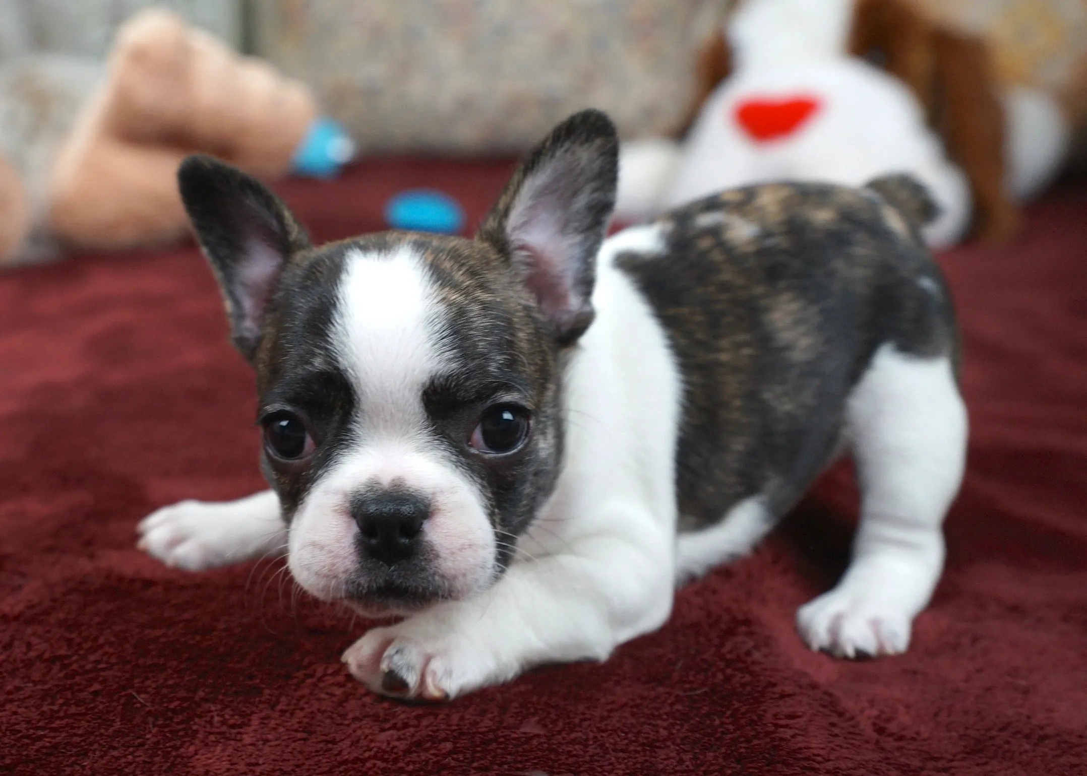 Royal Frenchel health and transparency page image showing black and white puppy portrait