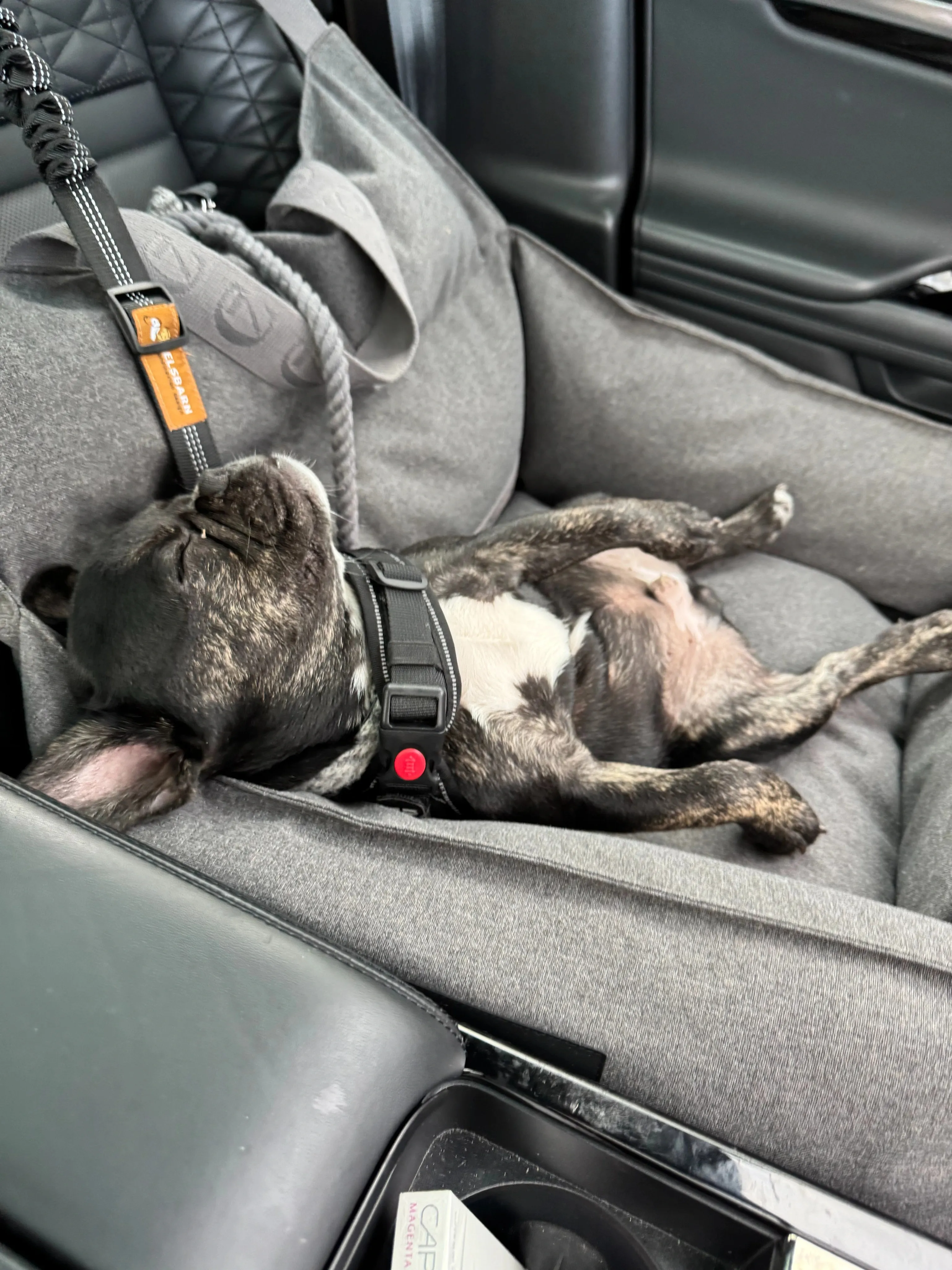 Royal Frenchel health and transparency page image showing Royal Frenchel relaxed in car seat.
