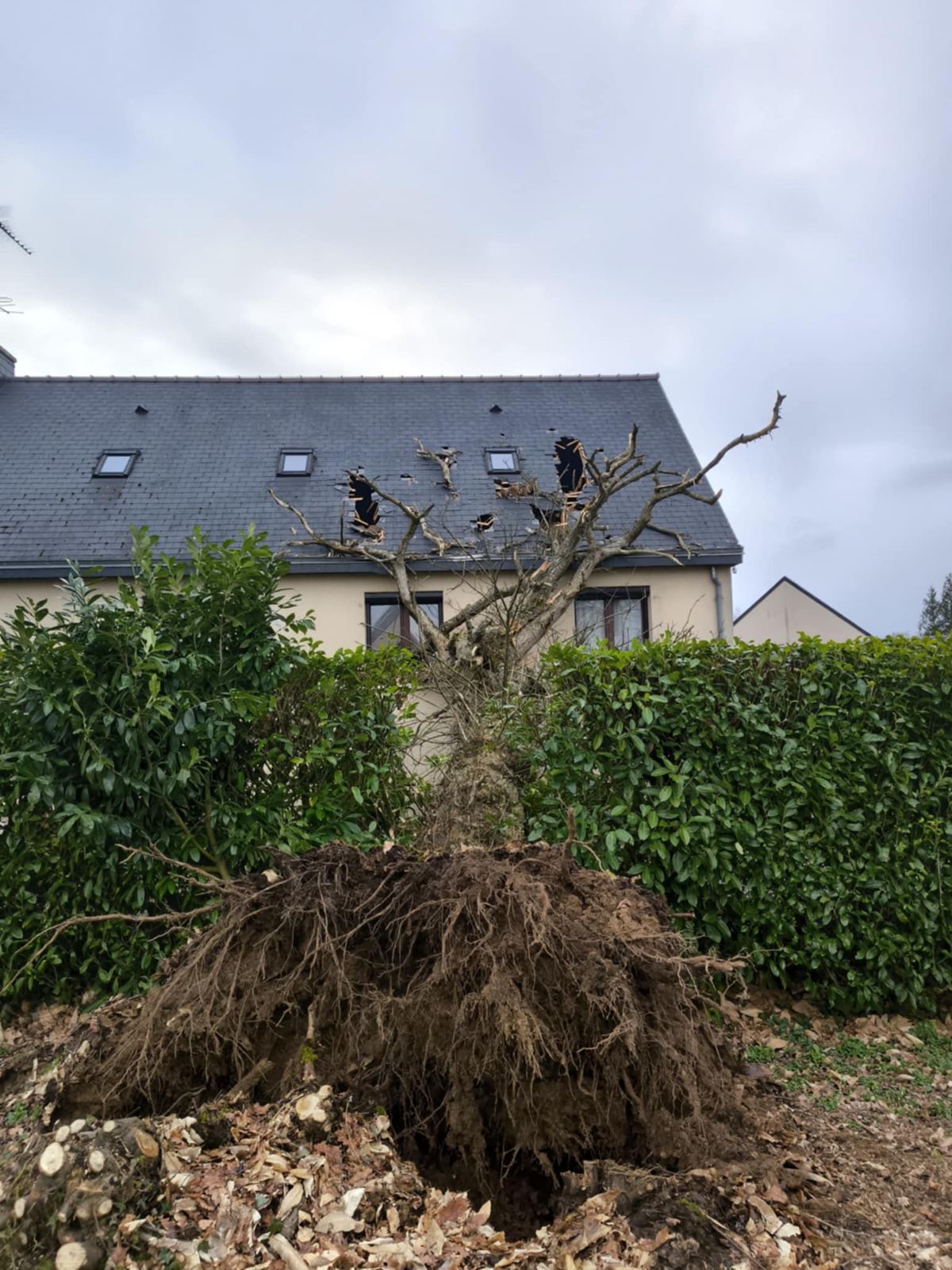 Arbre déraciné par la tempête et toiture en ardoise percée entre les fenêtres de toit à Saint-Symphorien