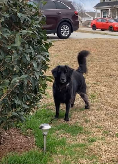 Dog in yard