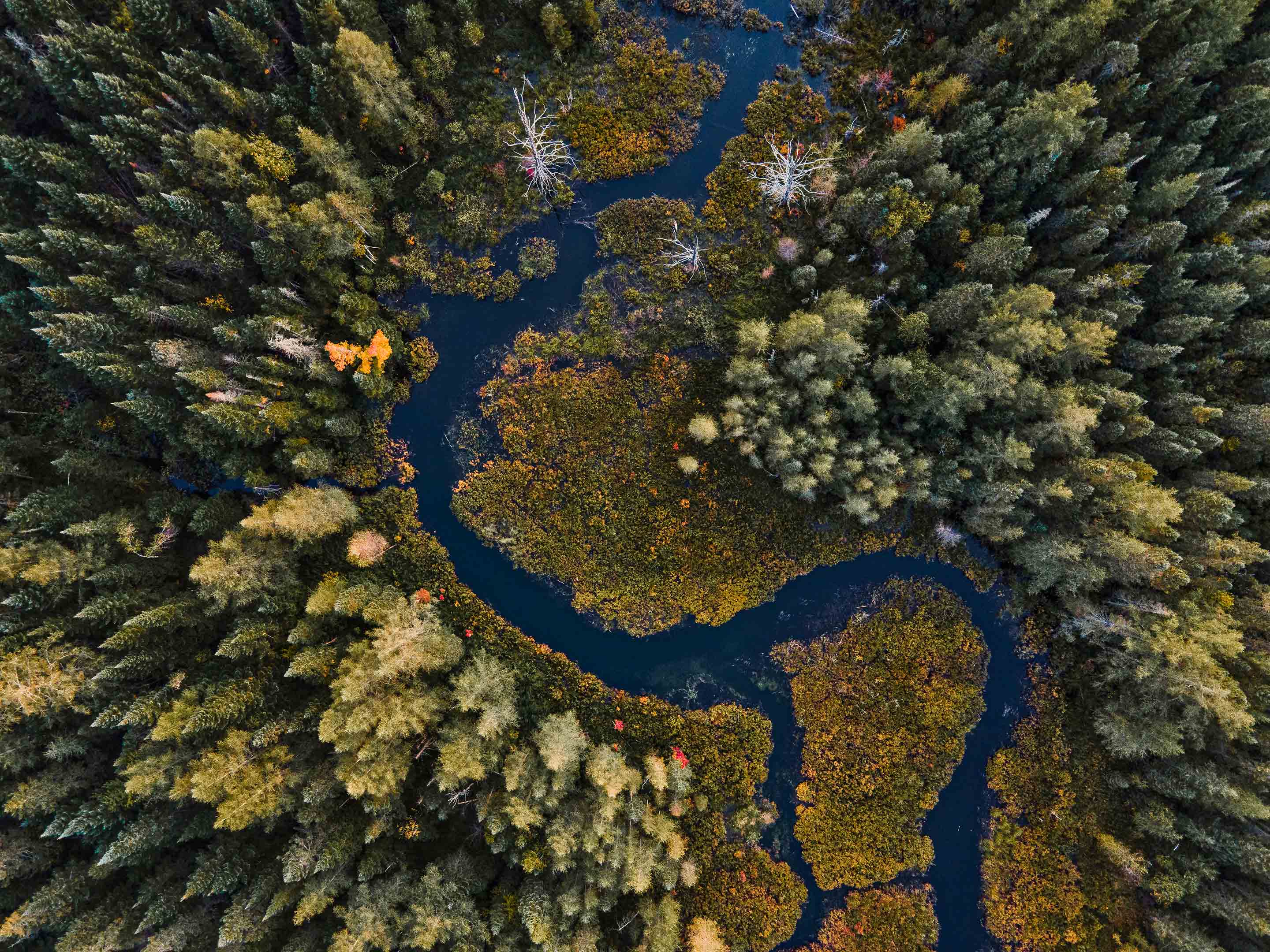Vue aérienne d’un milieu humide au Québec, illustrant l’étendue des zones naturelles et leur importance dans la régulation de l’eau et la biodiversité.