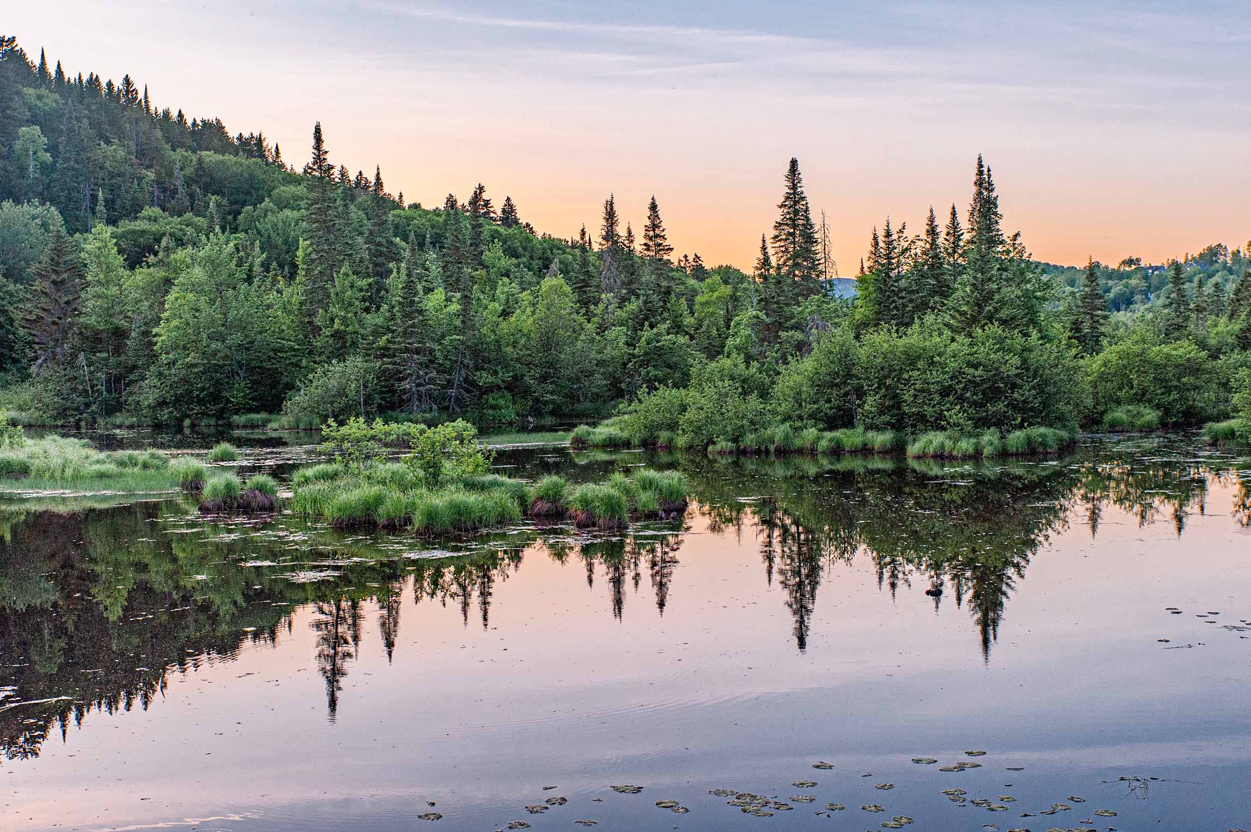 Paysage de milieu humide au Québec en été, baigné par la lumière dorée du coucher de soleil, avec des roseaux, de l’eau calme et une végétation luxuriante.