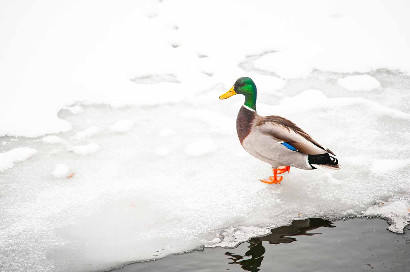 Canard posé sur un plan d’eau partiellement gelé dans un milieu humide du Québec en hiver.