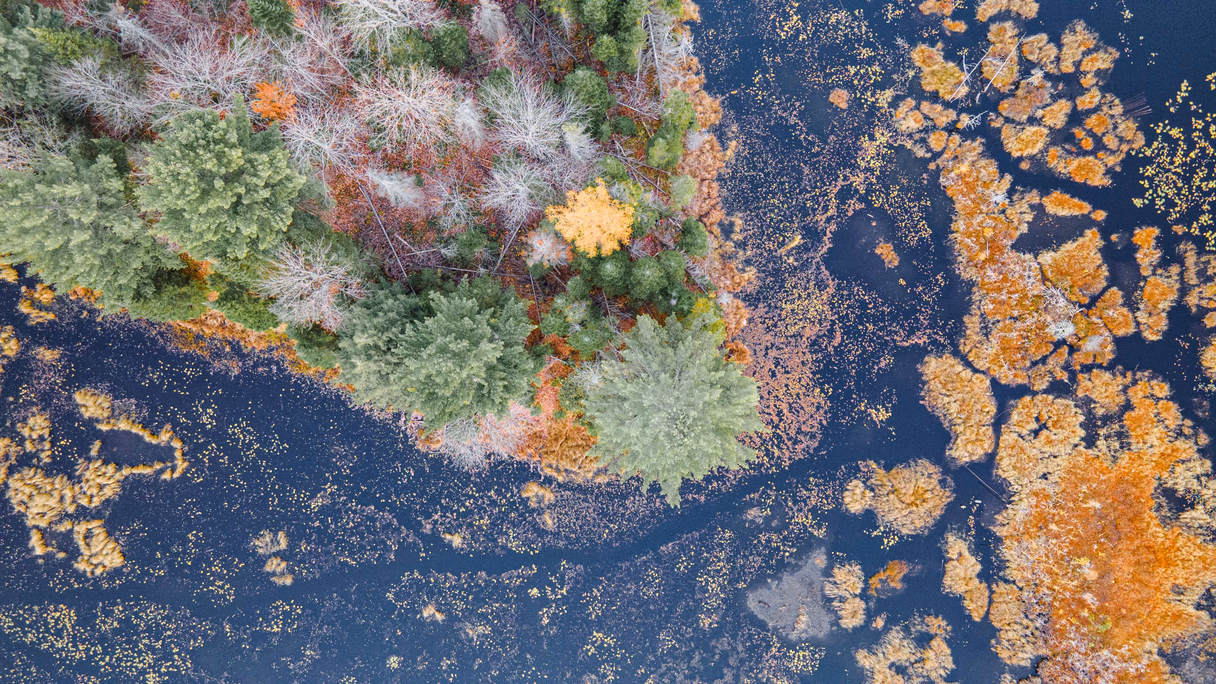 Vue aérienne d'un milieu humide