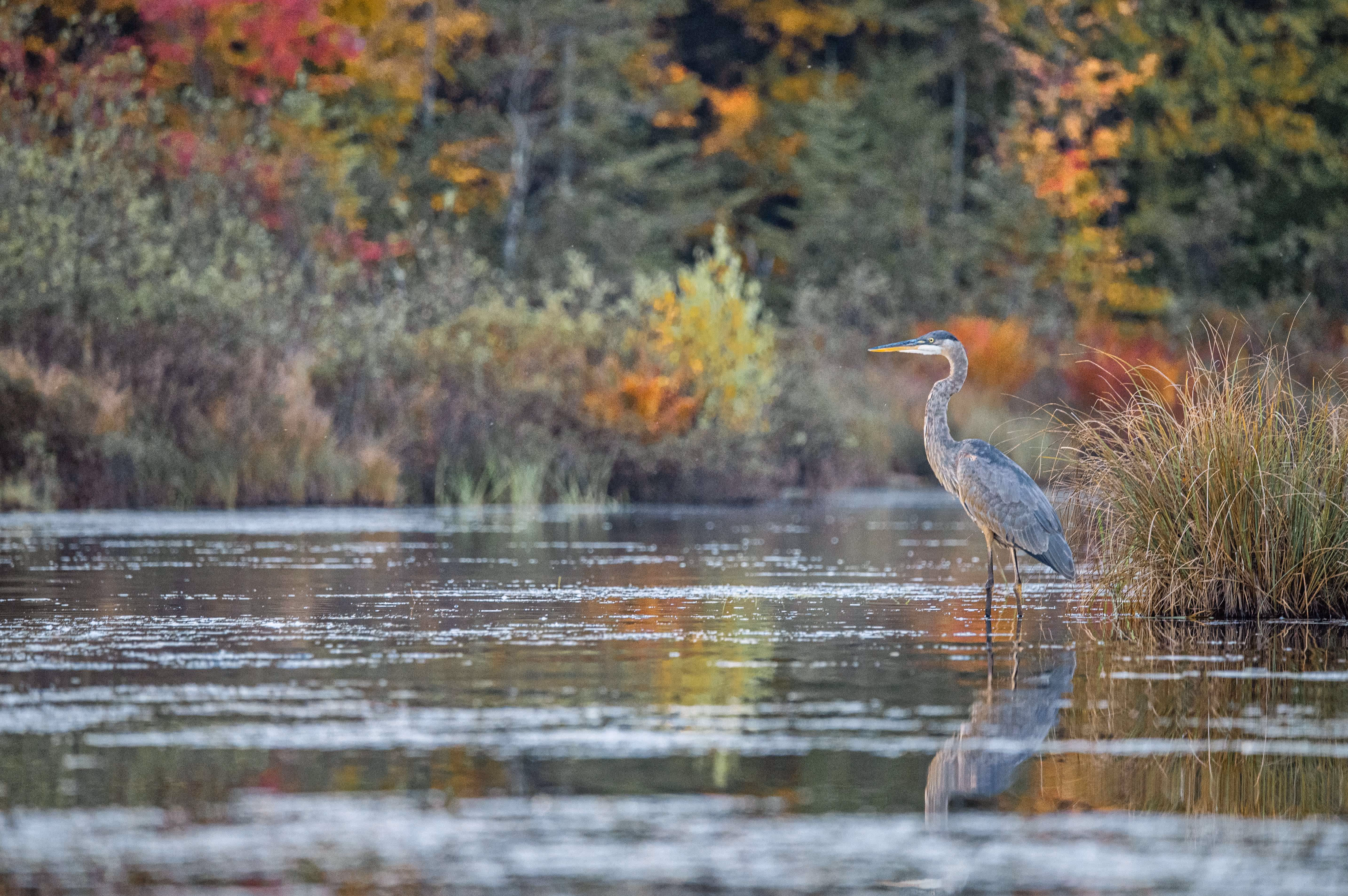 Un grand héron dans un marais