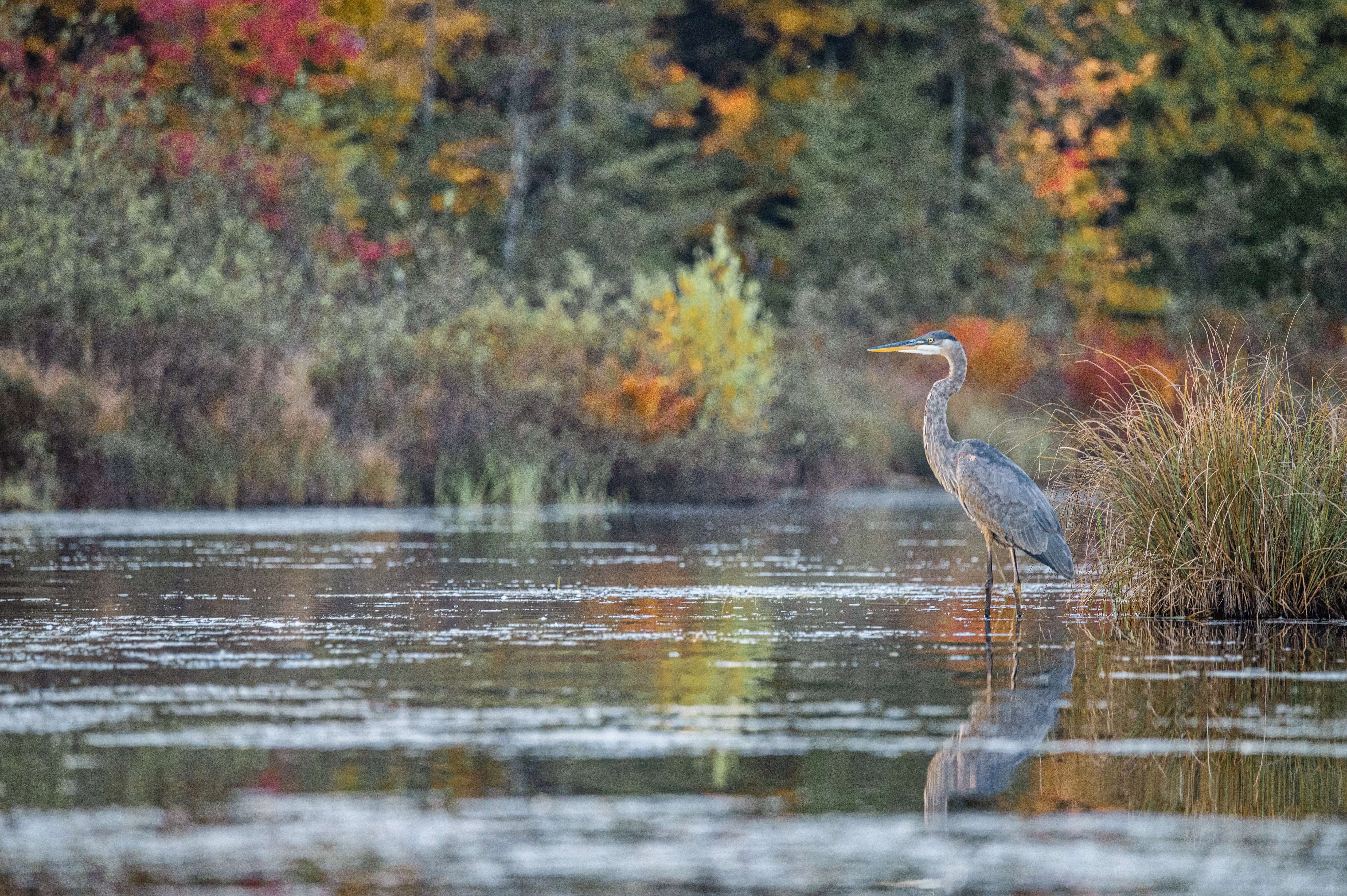 Un grand héron dans un marais