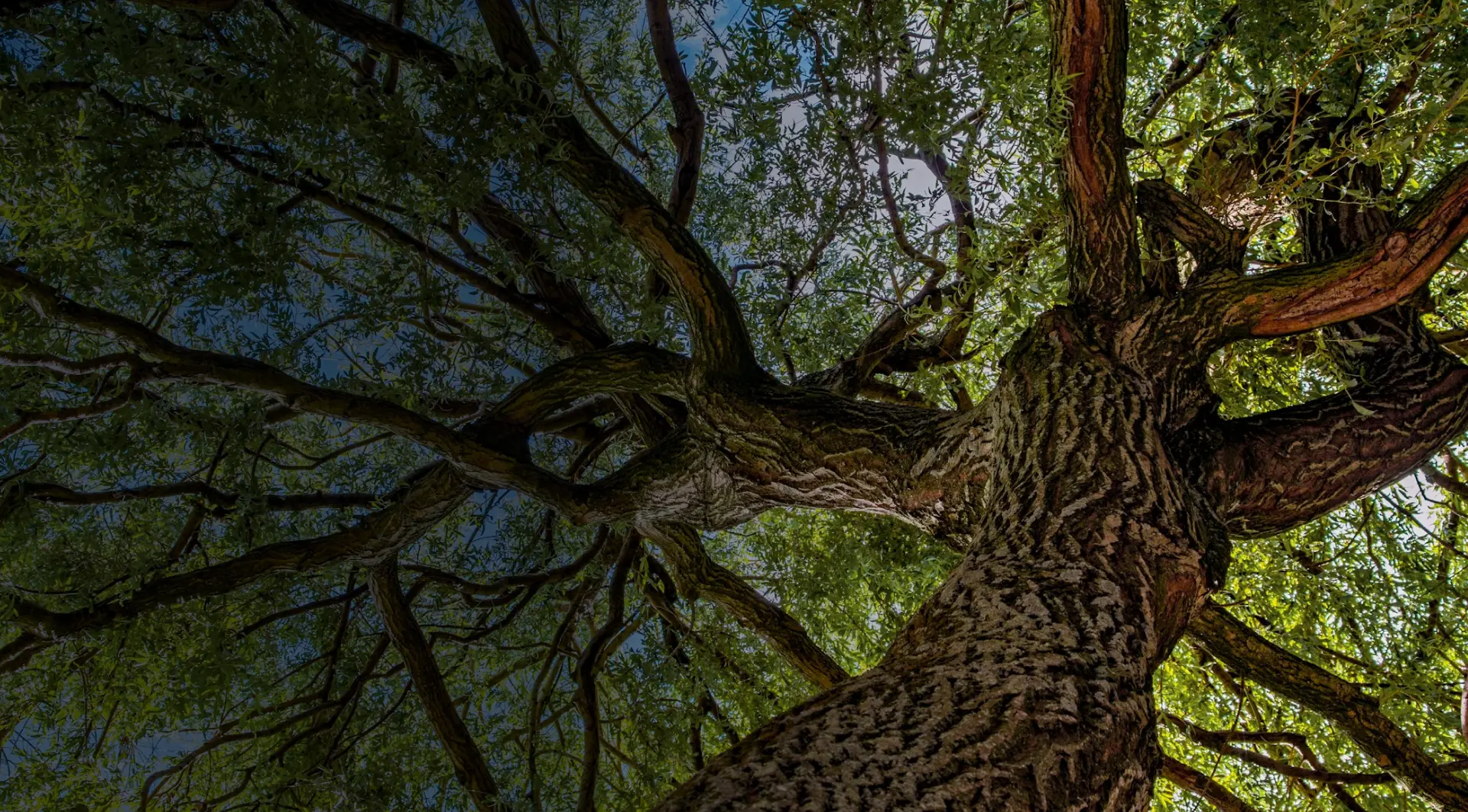 looking up trunk of large tree