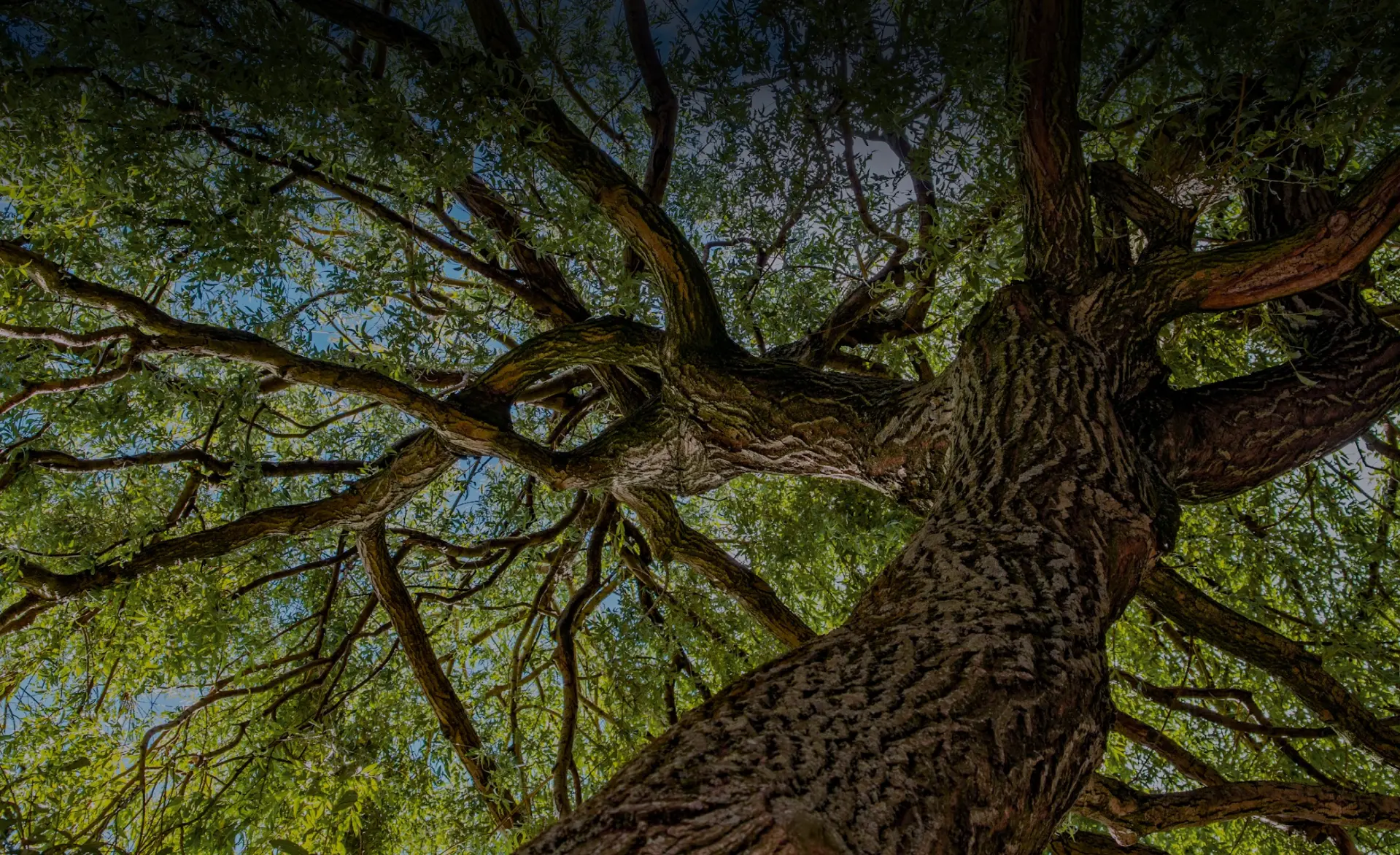 branches summit looking up at tree branches