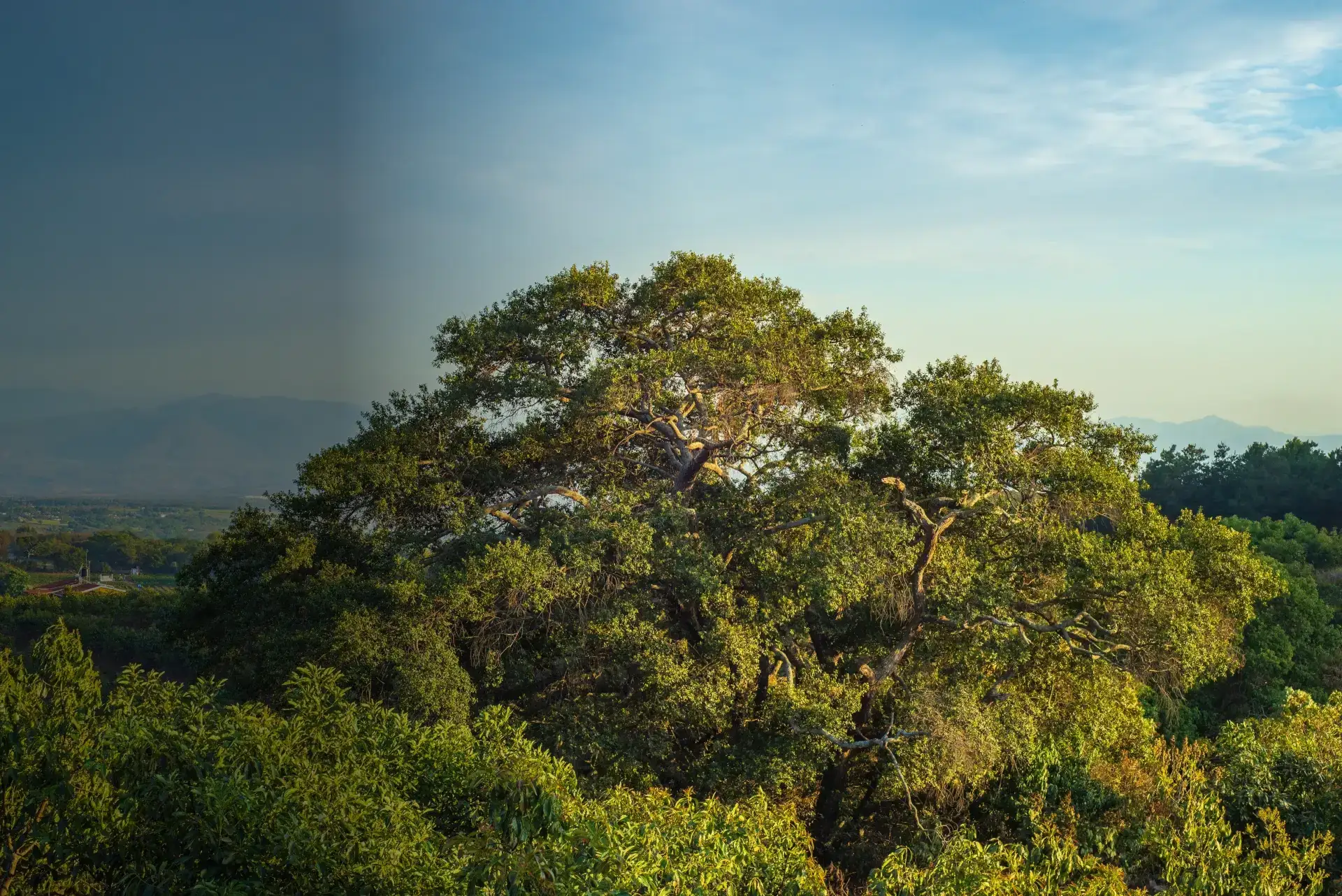 foliage-of-trees-with-blue-sky-background-country