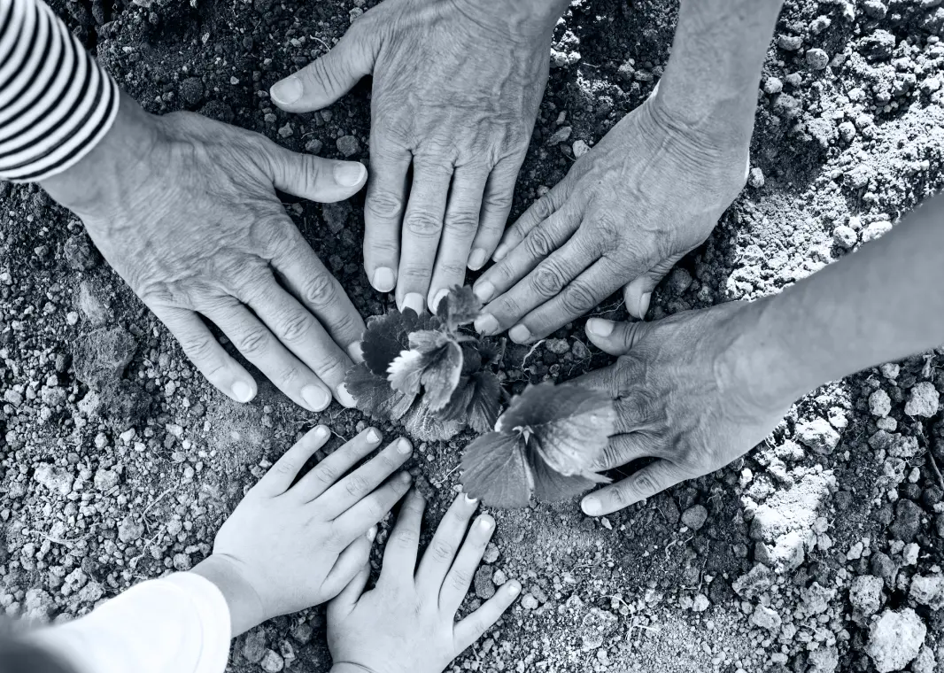 hands circled around a planted plant