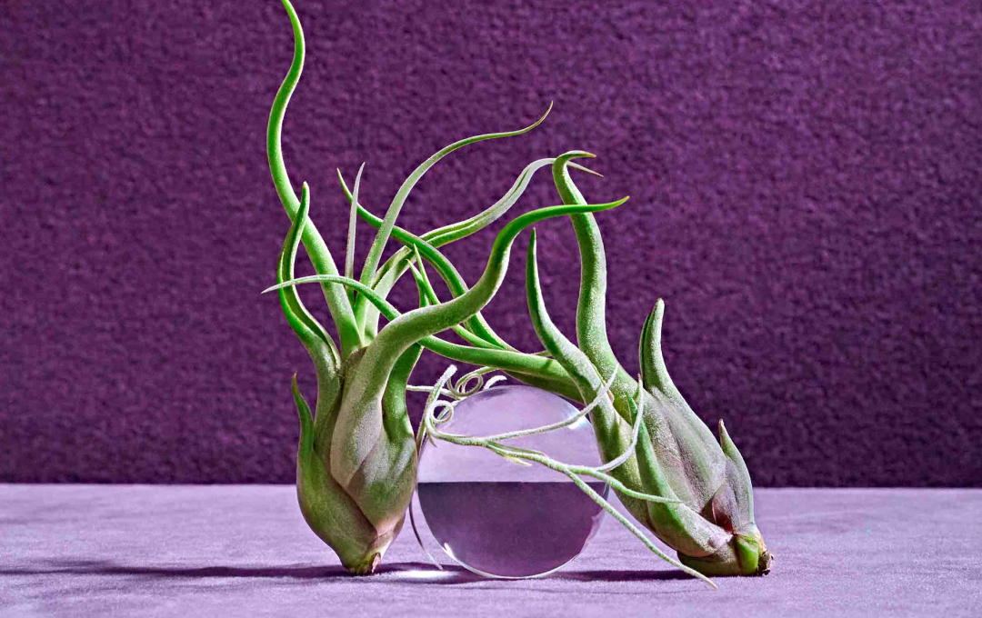 plants on a purple background