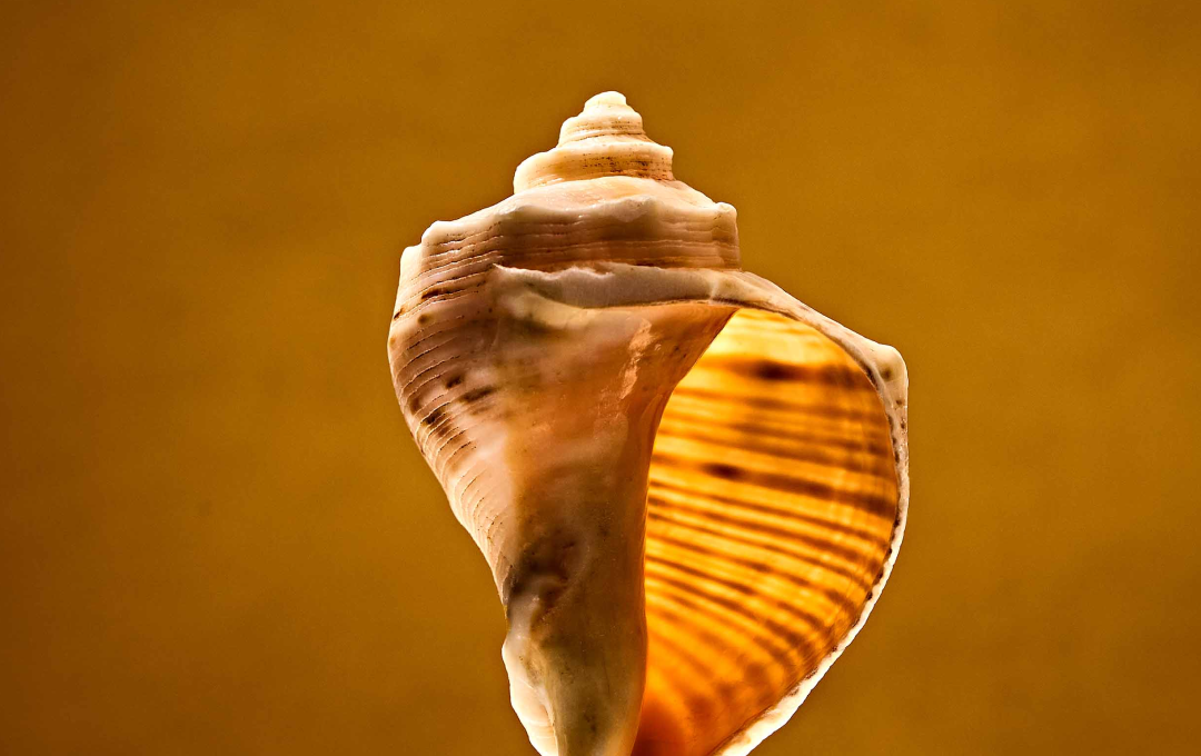 seashell with sun shining through
