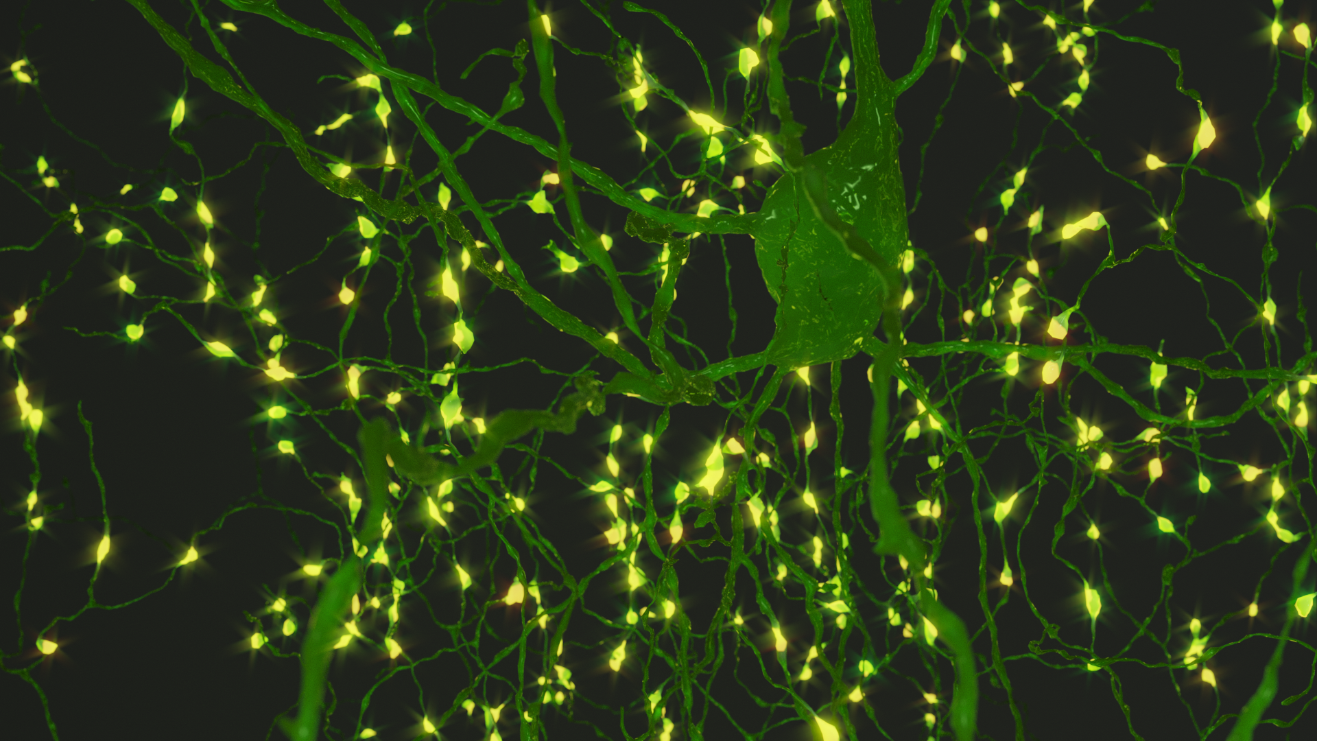 Rendering of a chandelier cell — a type of brain cell that acts as a ‘gate-keeper’ for other neurons — with its output boutons illuminated as lights.