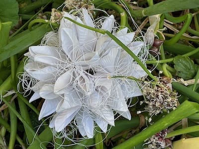 03 Spherical Icosa Blooming