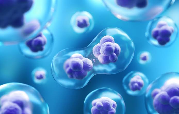Modeling Stem Cell Behaviour and Tissue Repair