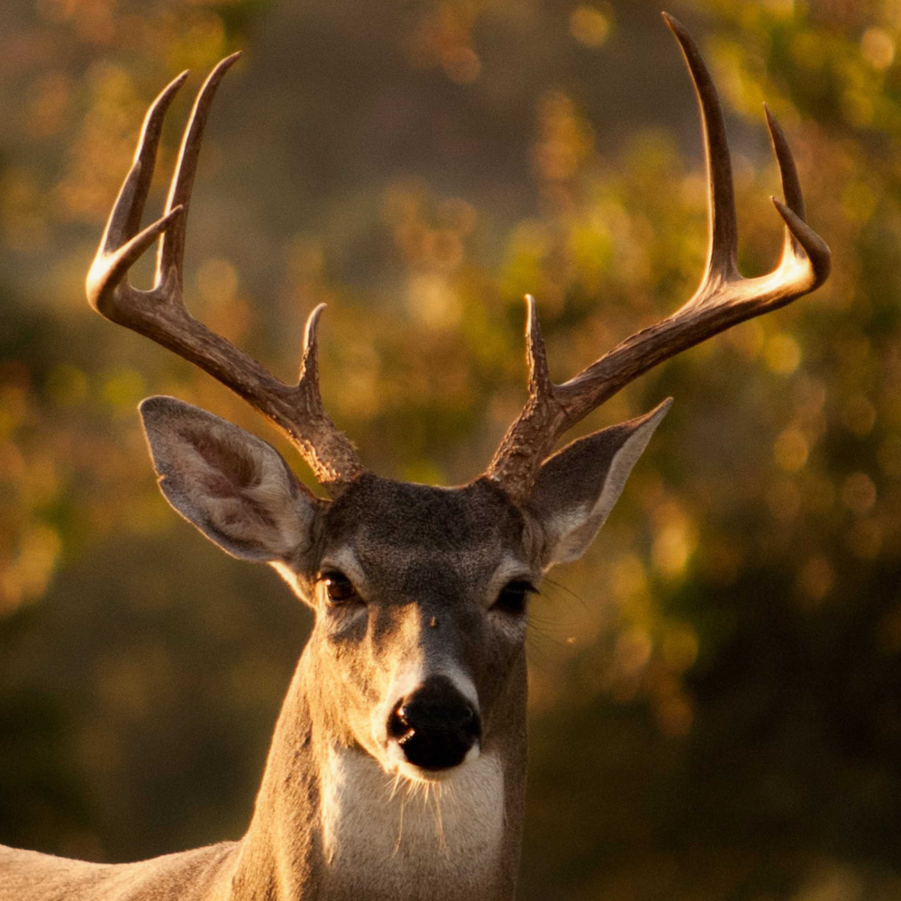 A close-up of a whitetail buck with antlers in a forest during autumn.
