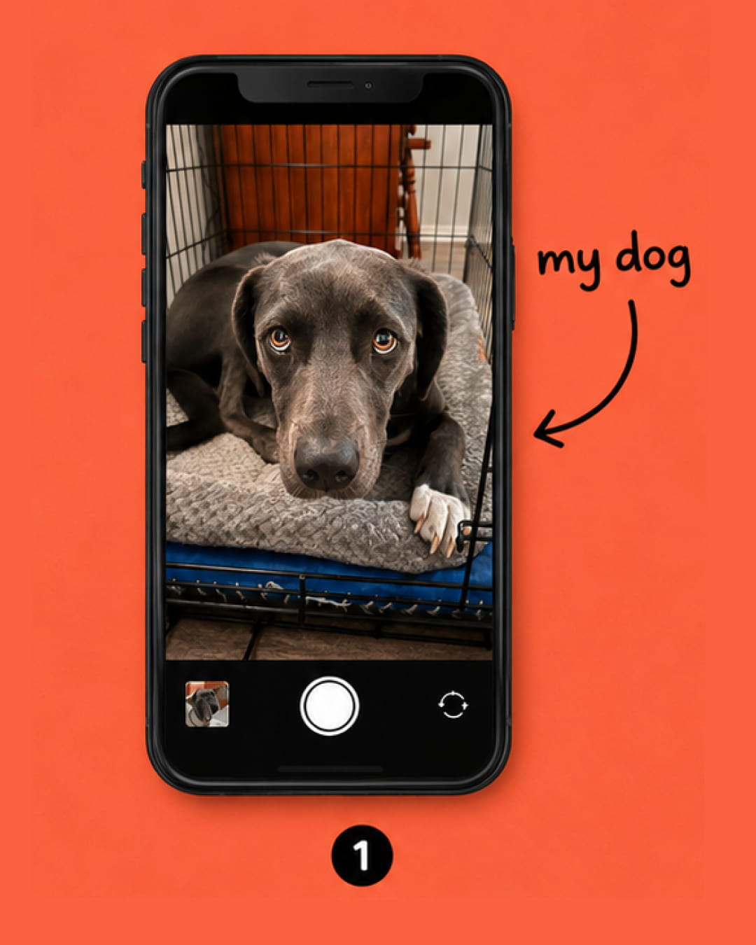 Picture of dog on cell phone.