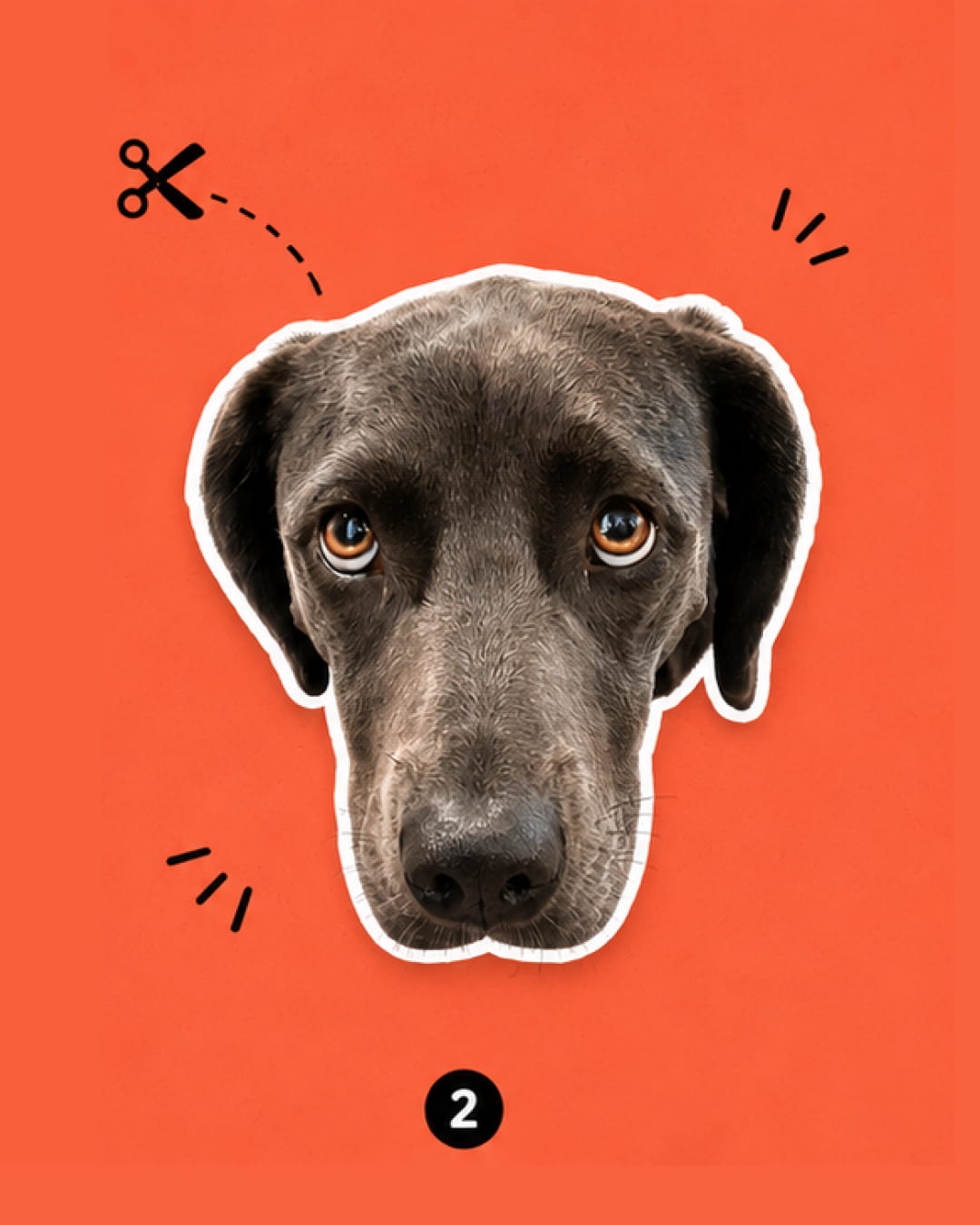 Picture of dog is now cropped so just the face shows
