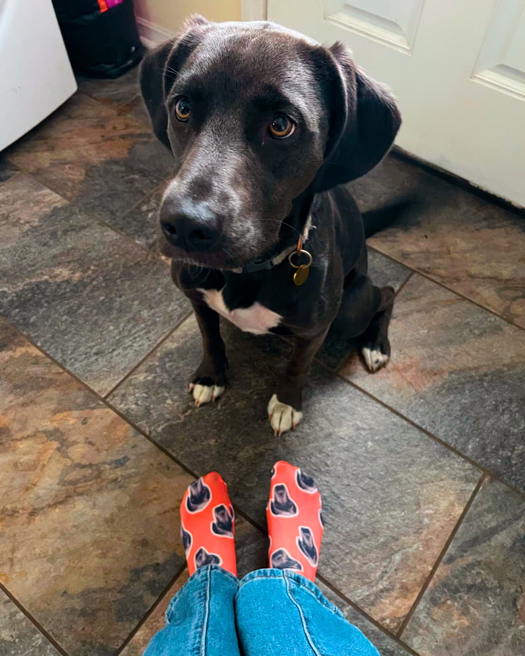 Dog is sitting next to socks with its face printed on them