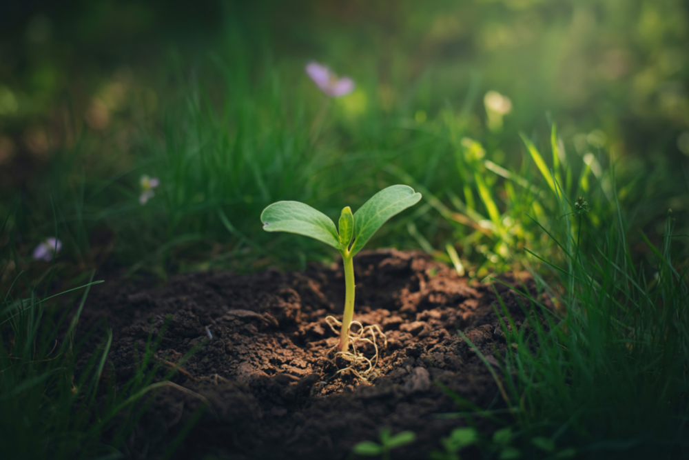 Where to Find Undervalued Opportunities in Australian Small Companies