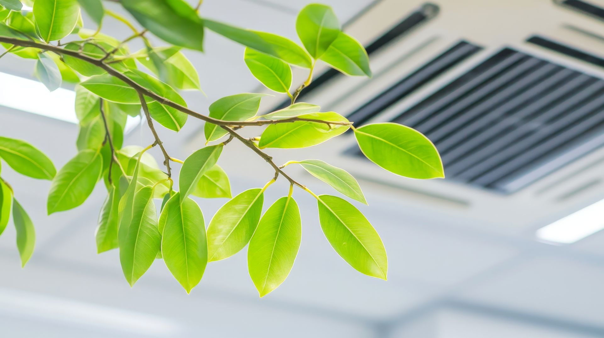 Close-up of bright green leaves on a branch with a blurred ceiling and ventilation panel in the background.