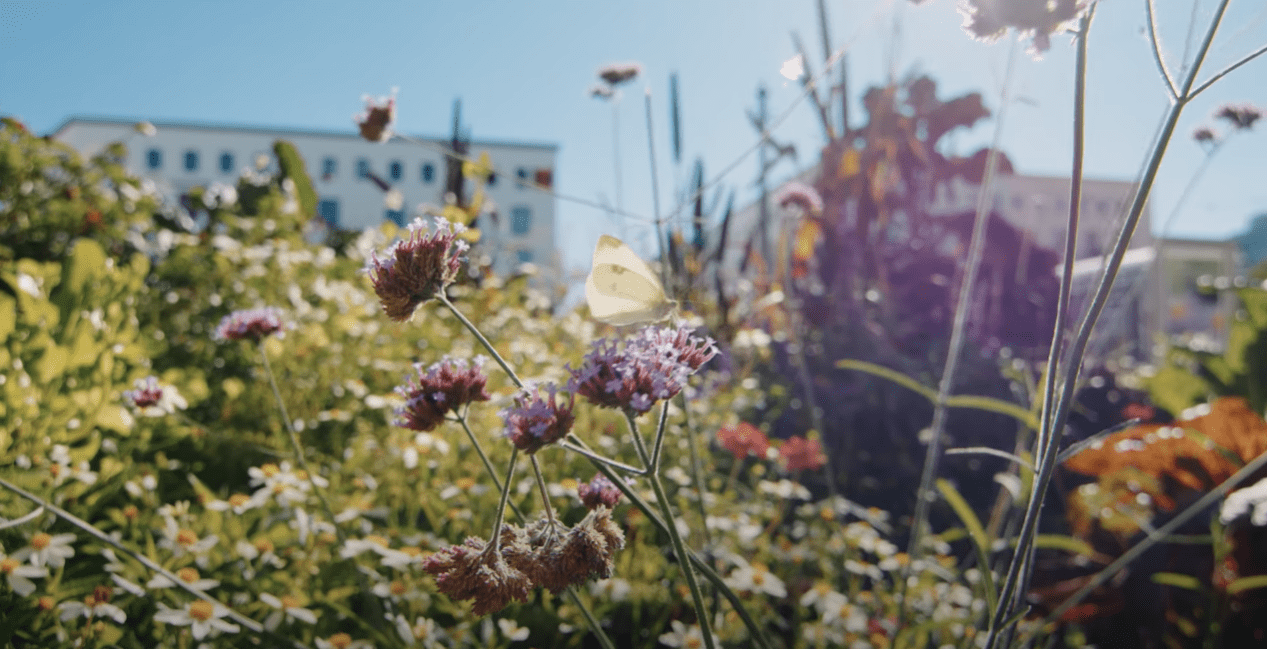 Ein gelber Schmetterling auf violetten Blüten in einer sonnigen, städtischen Grünanlage, die Karlsruhes Engagement für „Urbanes Grün“ und Ökologie symbolisiert.