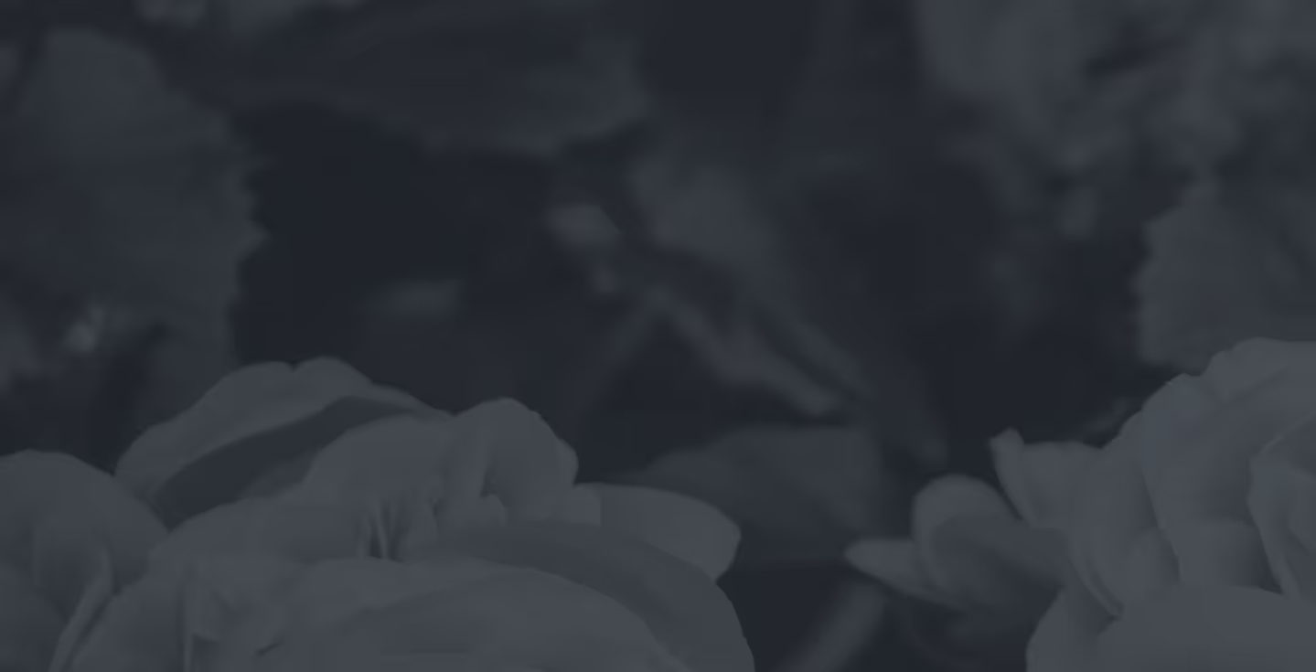 Close-up of white roses with dark green leaves in the background.