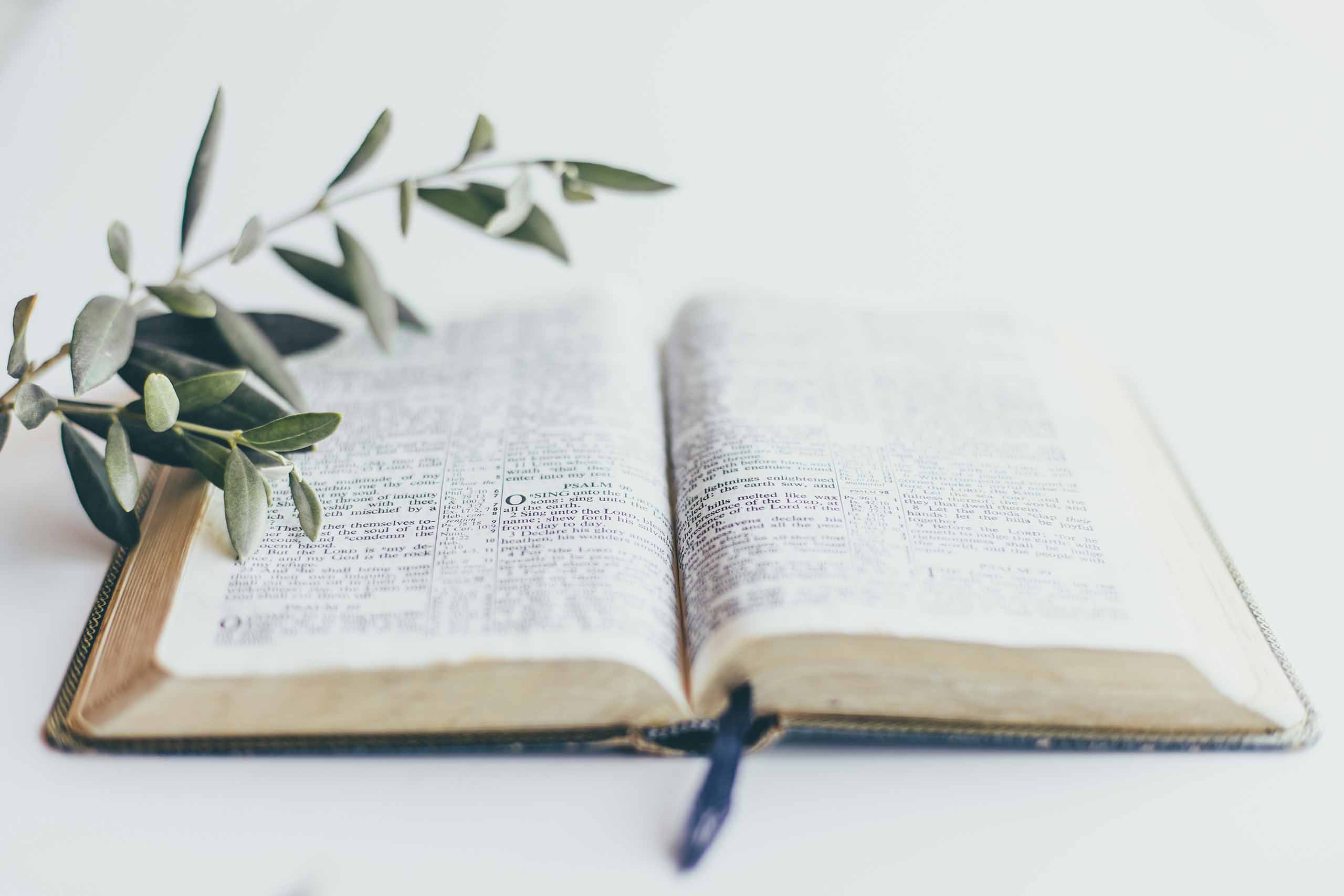 Bible laying flat on white background, with an olive branch resting on its left side.