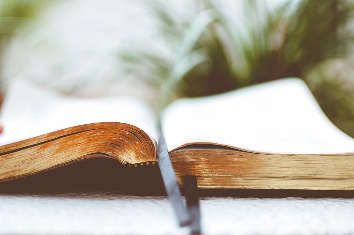 Oversaturated image with soft tones of a beautiful Bible laying open on a white table, taken from a low angle on the table showing a large portion of the bottom of the Bible. Greenery in the background.