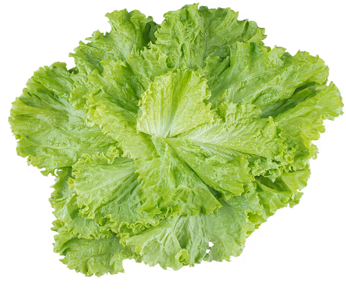 Iceberg