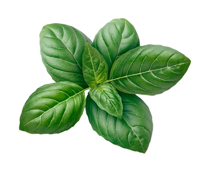 Basil