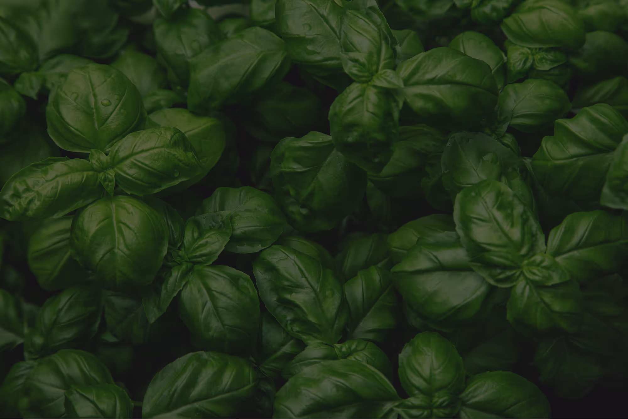 Basil bg