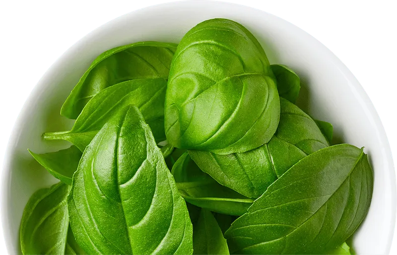 Plate of basil