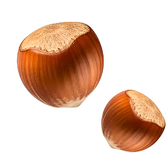 Two hazelnuts with brown shells and light tan tops on a white background.
