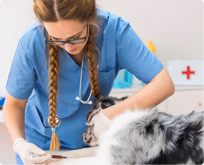 A woman in a blue shirt is grooming a dog.