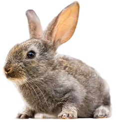 A gray rabbit sitting on top of a white floor.
